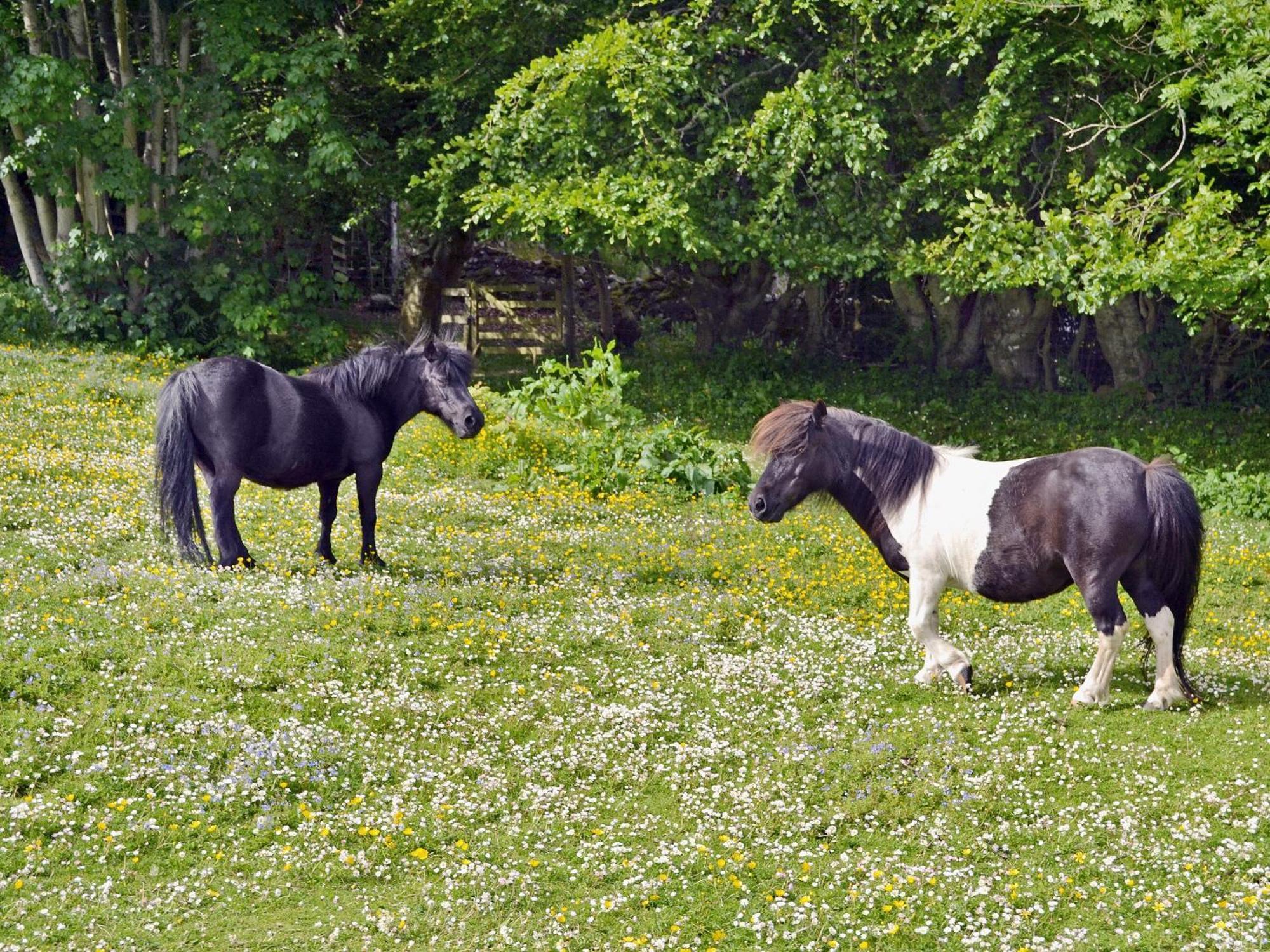 Kinnettas * Strathpeffer